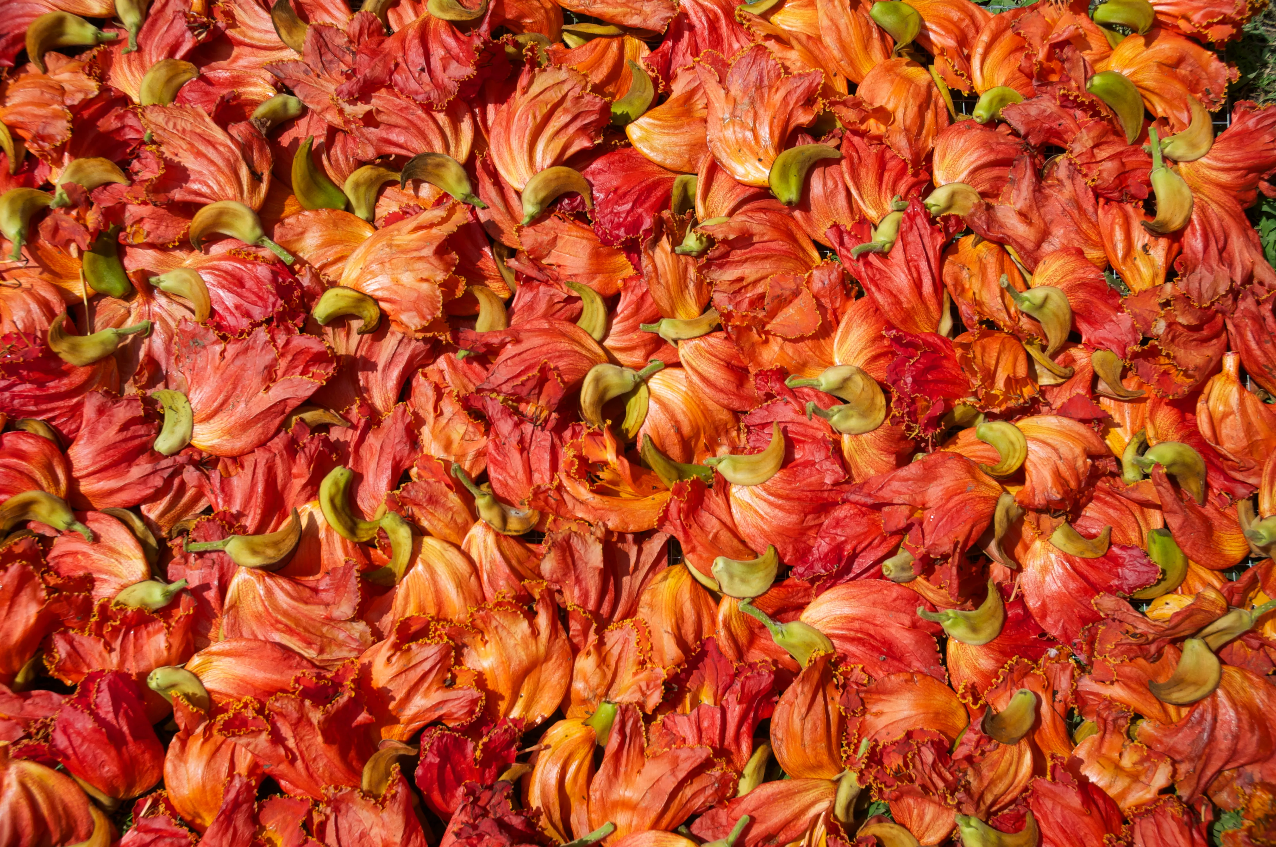 Flores rojas