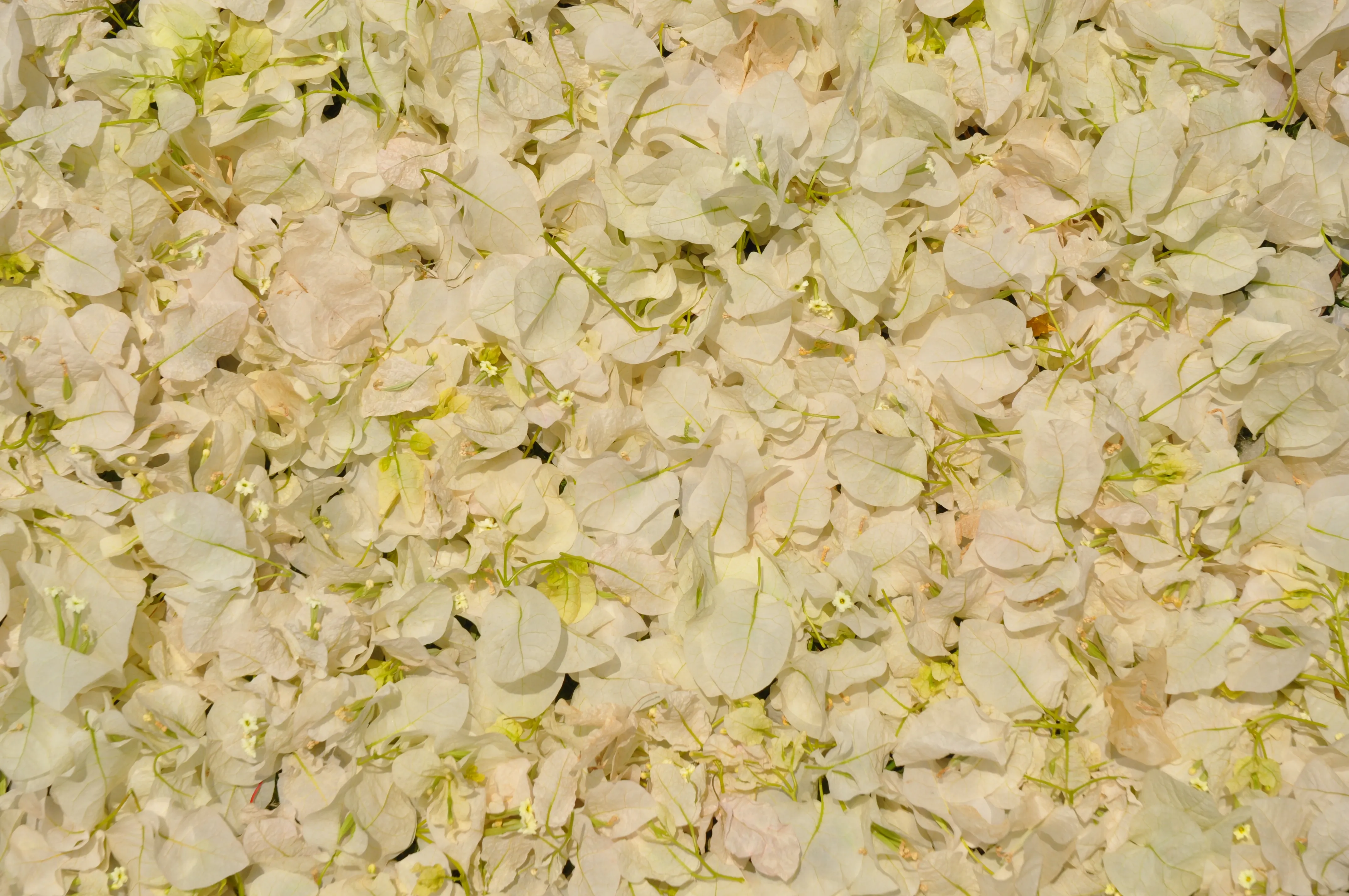 Texturas Vegetales 03