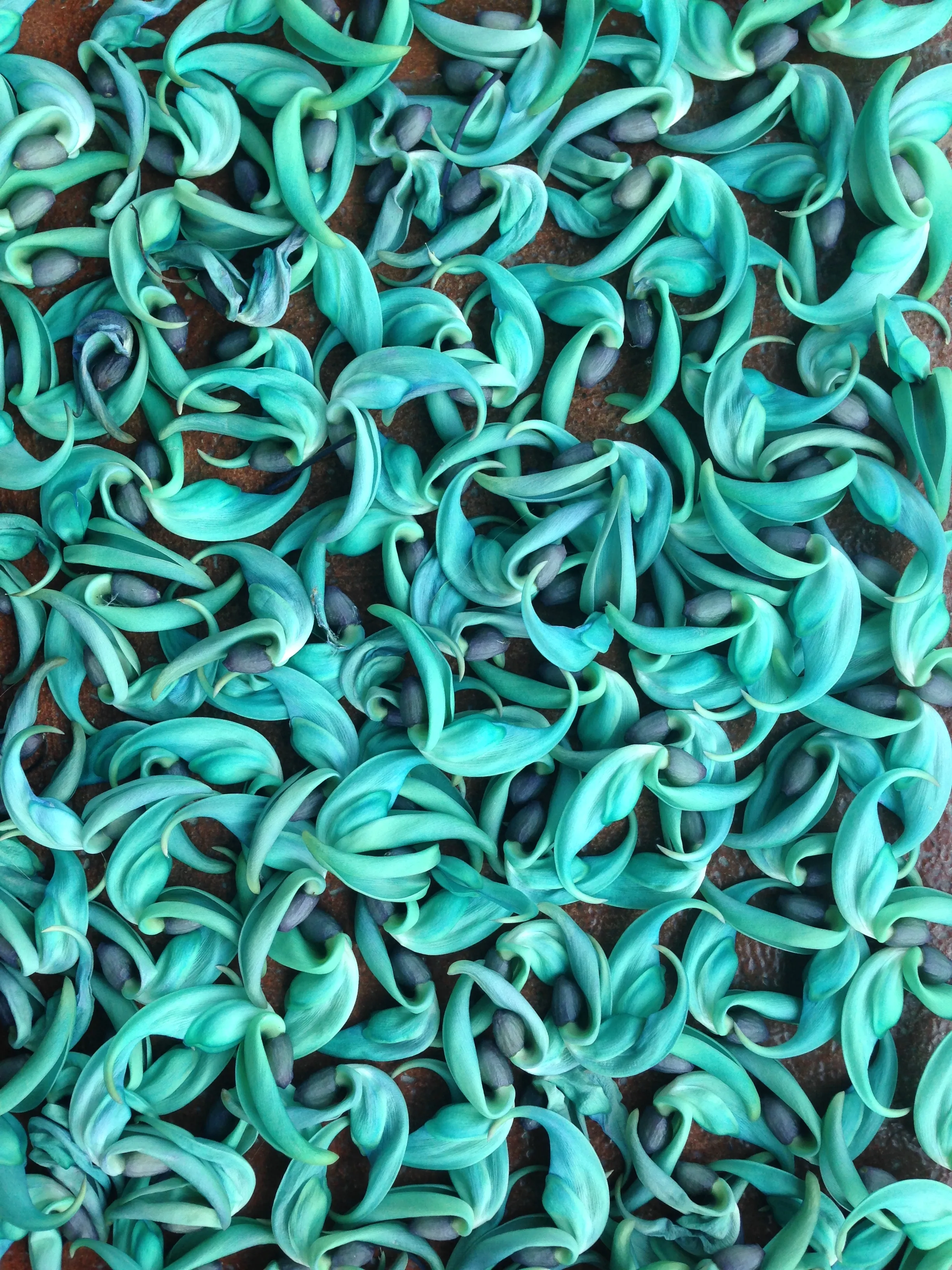 Flores turquesa