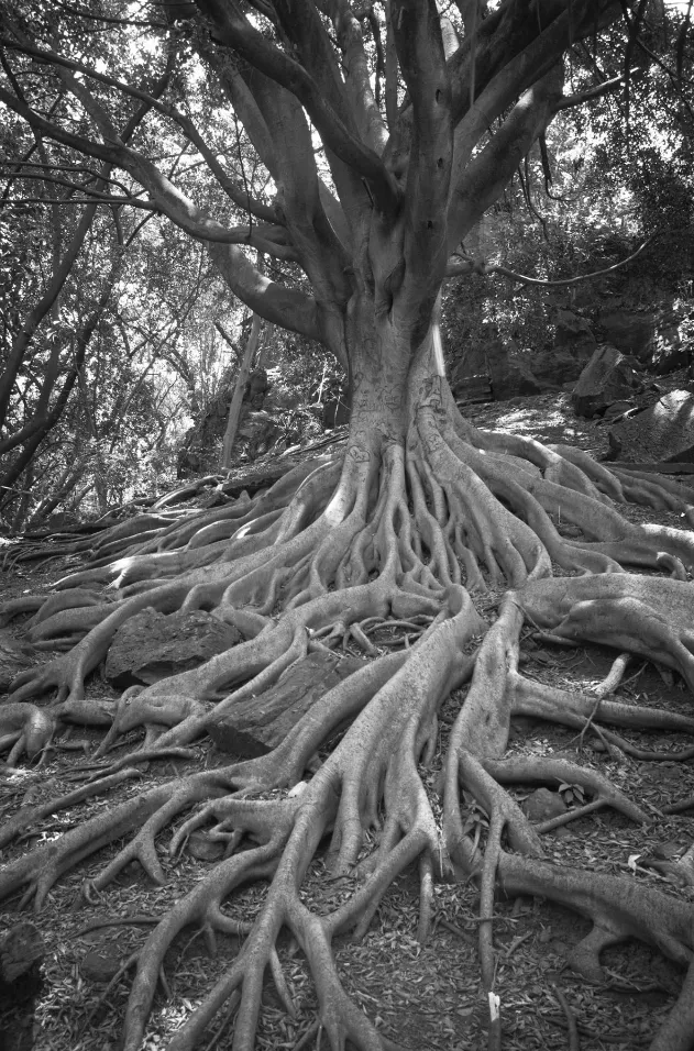 Paisaje blanco y negro 07