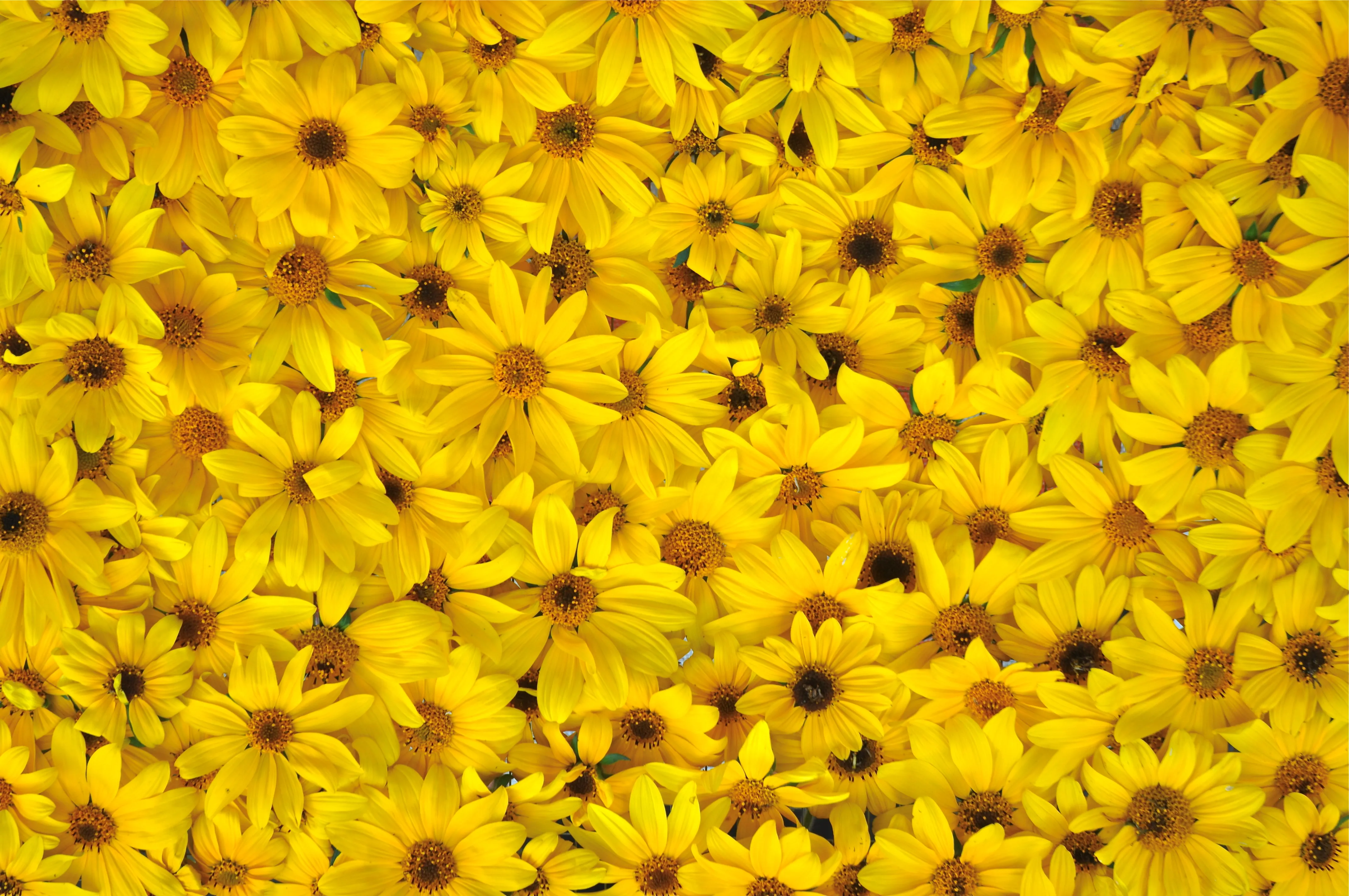 Texturas Vegetales 08