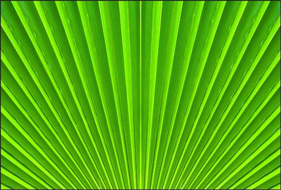 Texturas Vegetales 09