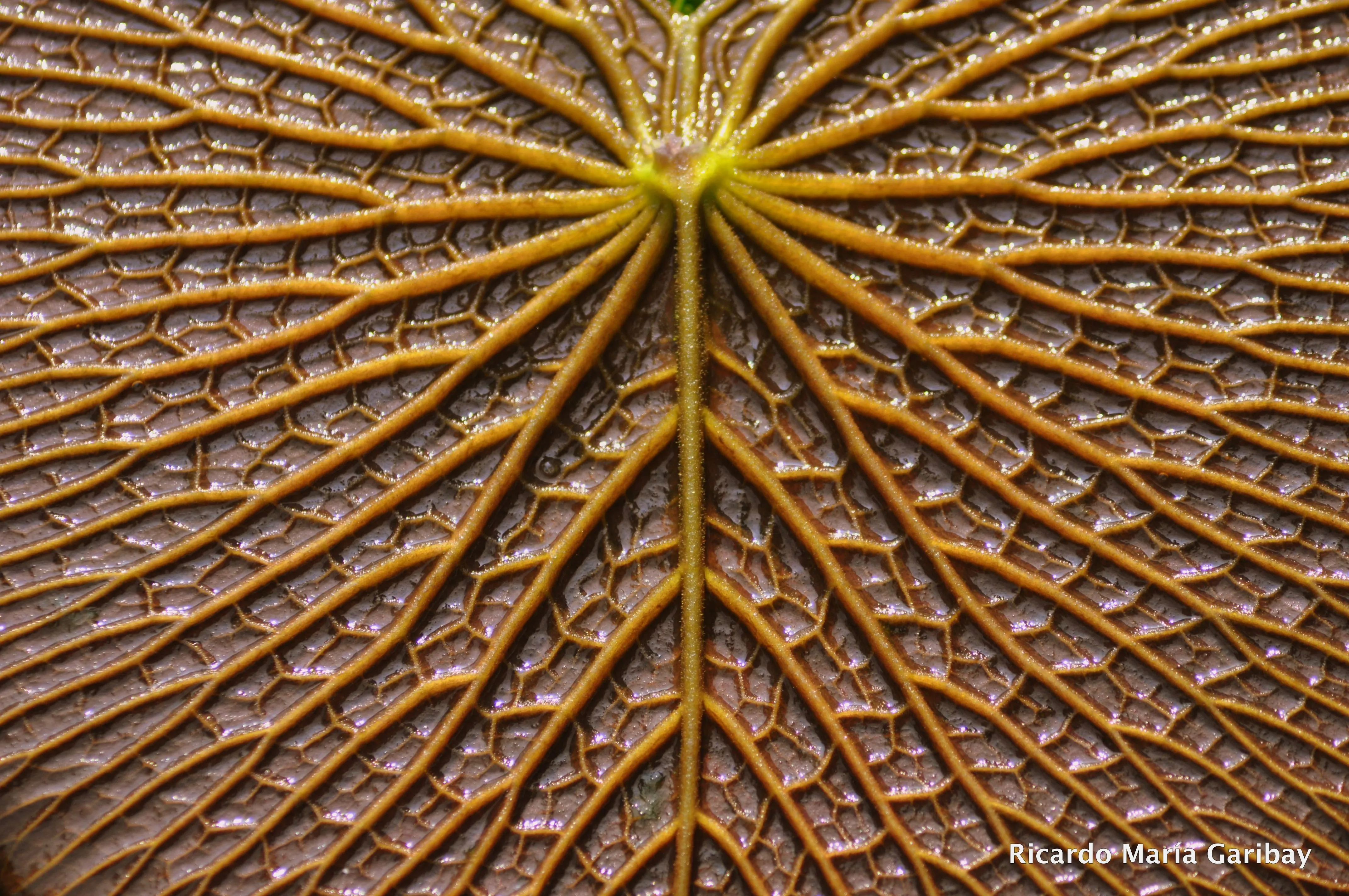 Texturas Vegetales 12