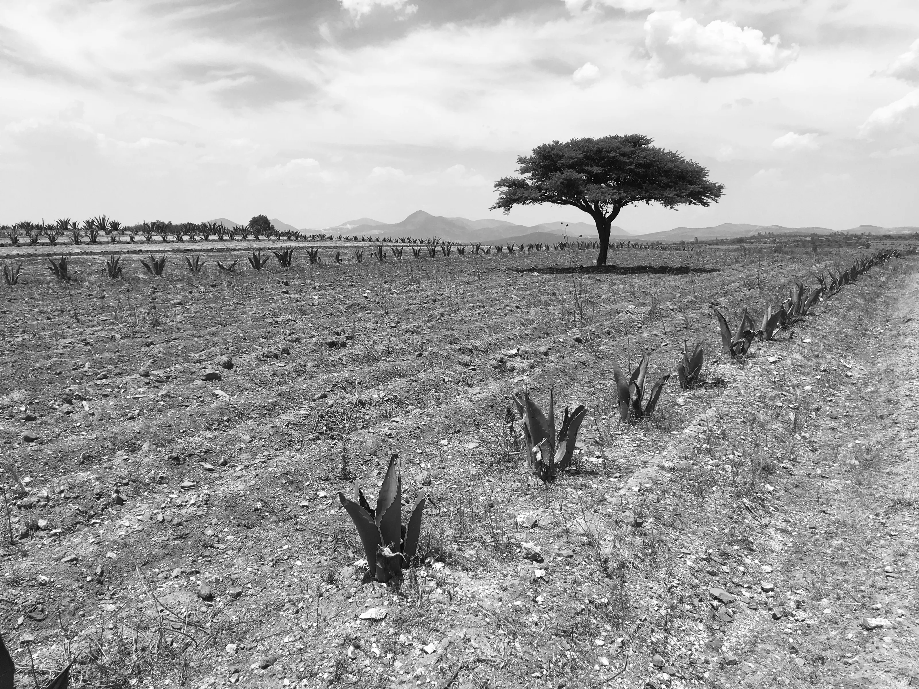 Paisaje blanco y negro 13