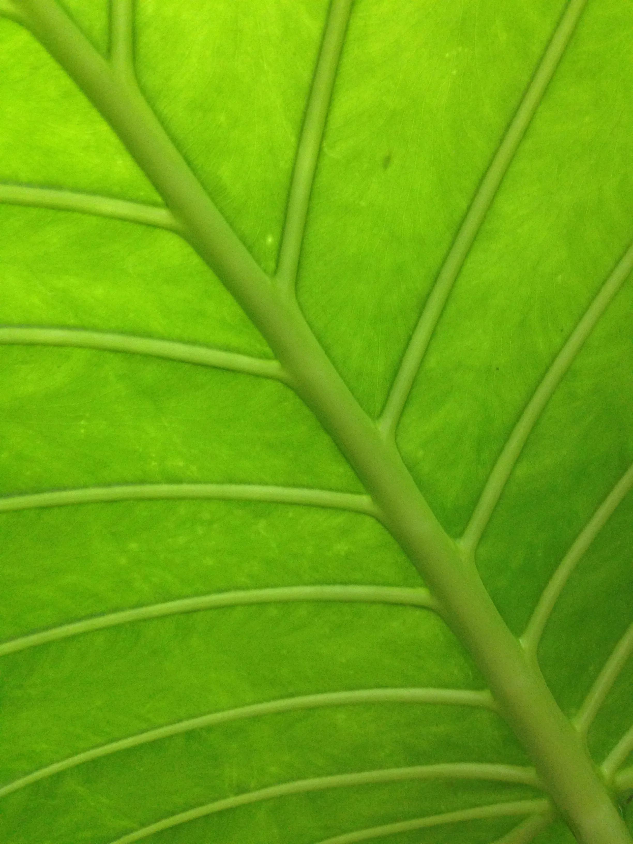 Texturas Vegetales 13
