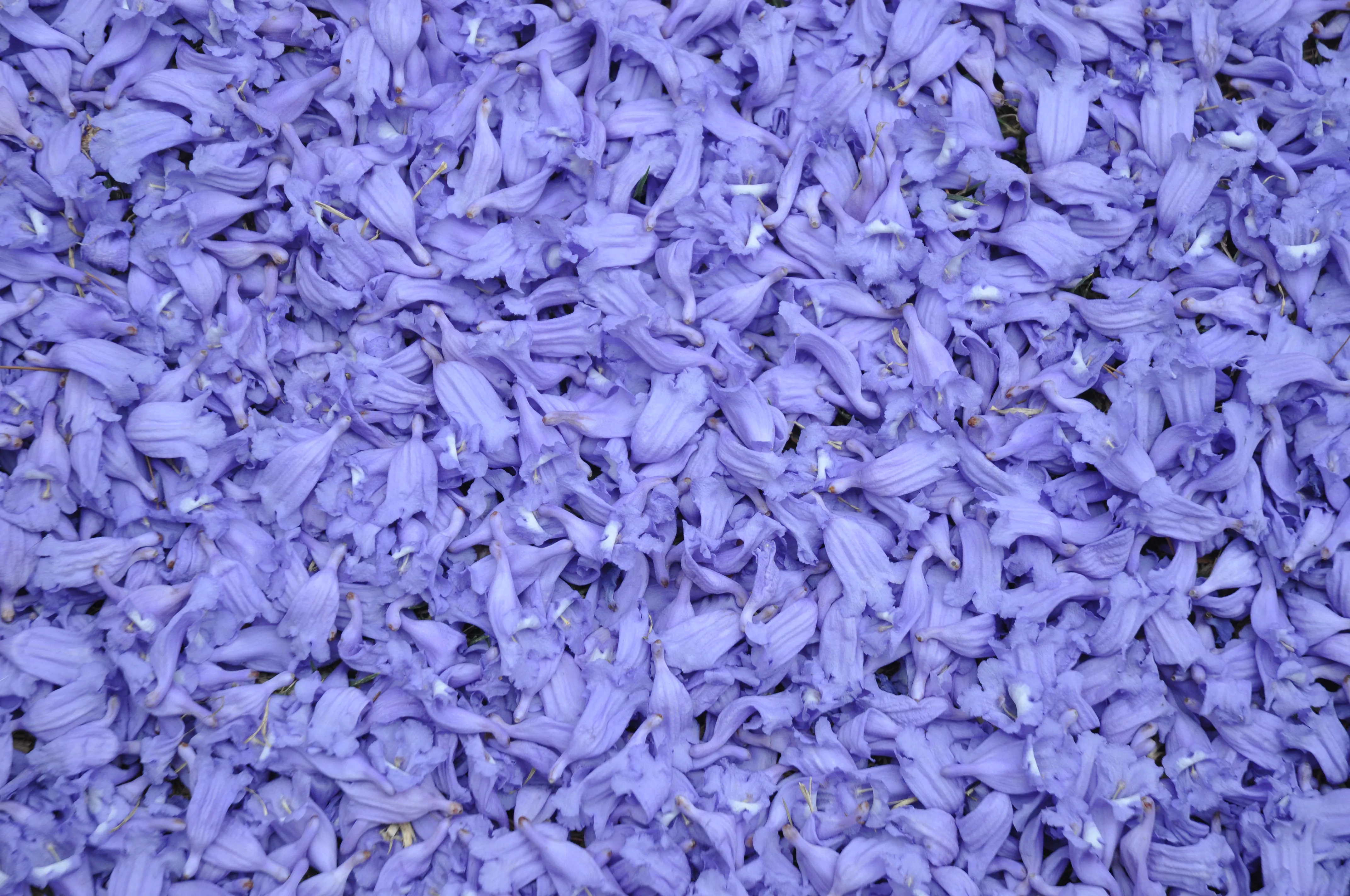 Texturas Vegetales 14