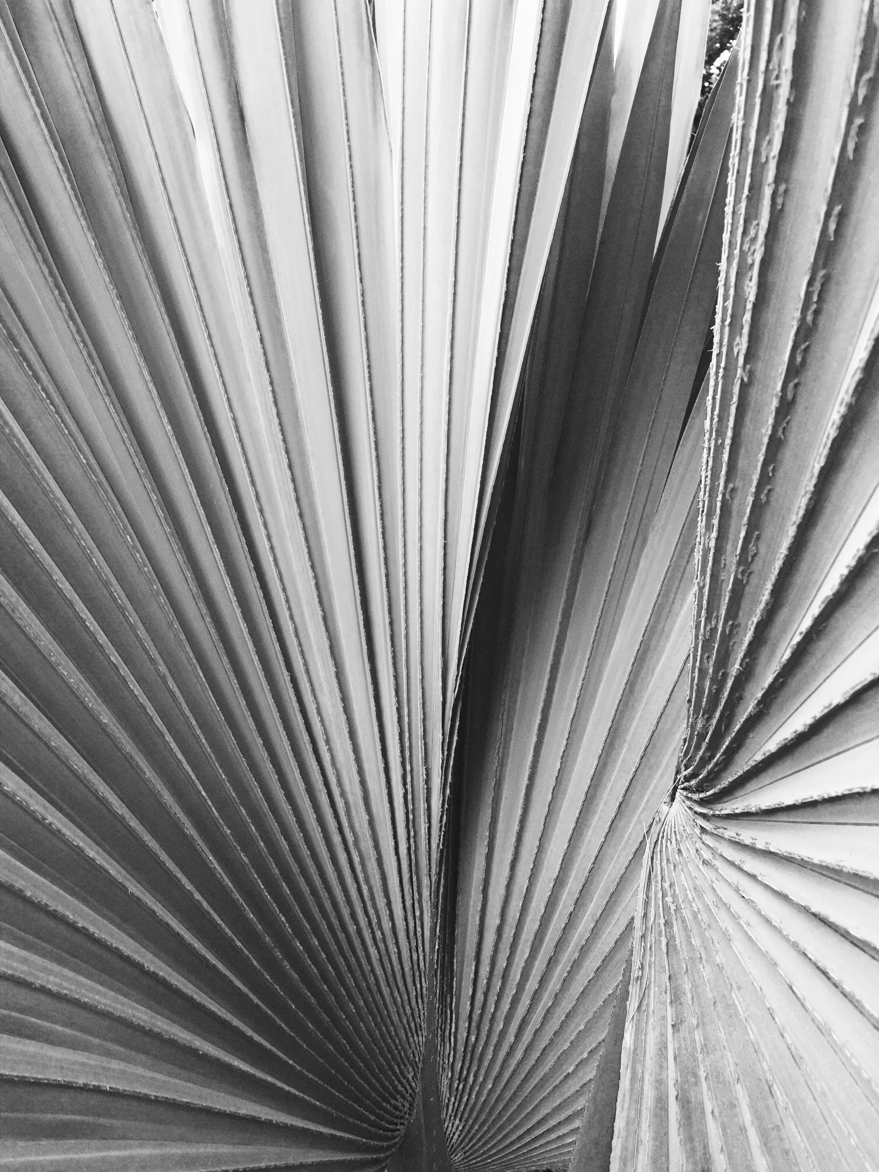 Textura vegetal B/N