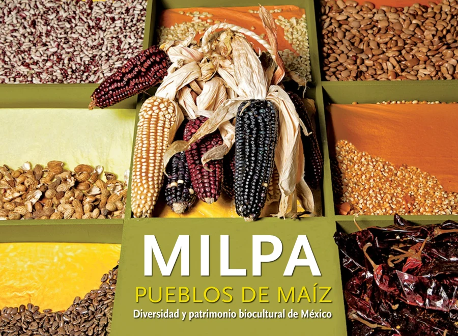 Vista previa de Milpa. Pueblos de maíz